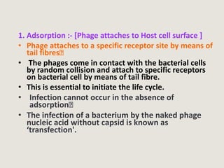 1. Adsorption :- [Phage attaches to Host cell surface ]
• Phage attaches to a specific receptor site by means of
tail fibres
• The phages come in contact with the bacterial cells
by random collision and attach to specific receptors
on bacterial cell by means of tail fibre.
• This is essential to initiate the life cycle.
• Infection cannot occur in the absence of
adsorption
• The infection of a bacterium by the naked phage
nucleic acid without capsid is known as
‘transfection'.
 