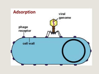 Adsorption
 