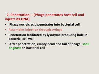 2. Penetration :- [Phage penetrates host cell and
injects its DNA]
• Phage nucleic acid penetrates into bacterial cell .
• Resembles injection through syringe
• Penetration facilitated by lysozyme producing hole in
bacterial cell wall
• After penetration, empty head and tail of phage: shell
or ghost on bacterial cell
 