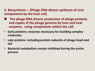 3. Biosynthesis :- [Phage DNA directs synthesis of viral
components by the host cell]
 The phage DNA directs production of phage proteins
and copies of the phage genome by host and viral
enzymes, using components within the cell.
• Early proteins: enzymes necessary for building complex
molecules
• Late proteins: including protein subunits of phage head and
tail
• Bacterial metabolism remain inhibited during the entire
process
 
