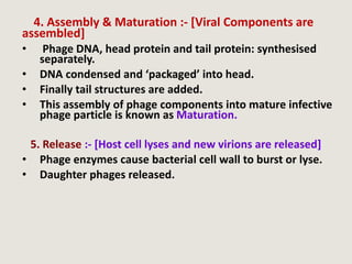 4. Assembly & Maturation :- [Viral Components are
assembled]
• Phage DNA, head protein and tail protein: synthesised
separately.
• DNA condensed and ‘packaged’ into head.
• Finally tail structures are added.
• This assembly of phage components into mature infective
phage particle is known as Maturation.
5. Release :- [Host cell lyses and new virions are released]
• Phage enzymes cause bacterial cell wall to burst or lyse.
• Daughter phages released.
 