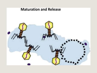 Maturation and Release
 