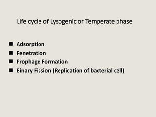 Life cycle of Lysogenic or Temperate phase
 Adsorption
 Penetration
 Prophage Formation
 Binary Fission (Replication of bacterial cell)
 