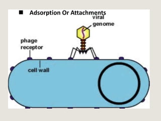  Adsorption Or Attachments
 