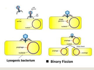  Binary Fission
 