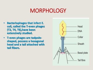 MORPHOLOGY
• Bacteriophages that infect E.
coli, called the T-even phages
(T2, T4, T6),have been
extensively studied.
• T-even phages are tadpole-
shaped, possess a hexagonal
head and a tail attached with
tail fibers.
 