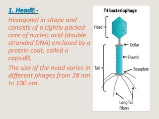 1. Head -
Hexagonal in shape and
consists of a tightly packed
core of nucleic acid (double
stranded DNA) enclosed by a
protein coat, called a
capsid .
The size of the head varies in
different phages from 28 nm
to 100 nm.
 