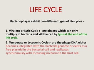 LIFE CYCLE
Bacteriophages exhibit two different types of life cycles -
1. Virulent or Lytic Cycle :- are phages which can only
multiply in bacteria and kill the cell by lysis at the end of the
life cycle.
2. Temperate or Lysogenic Cycle :- are the phage DNA either
becomes integrated with the bacterial genome or exists as a
free plasmid in the bacterial cell and replicates
synchronously with it causing no harm to the host cell.
 