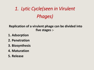 1. Lytic Cycle(seen in Virulent
Phages)
Replication of a virulent phage can be divided into
five stages :-
1. Adsorption
2. Penetration
3. Biosynthesis
4. Maturation
5. Release
 
