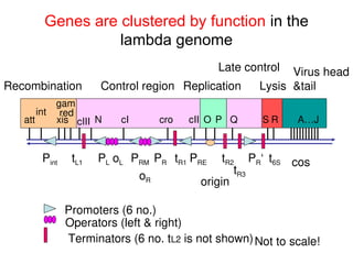 Bacteriophage lect-II virus replication 1.ppt
