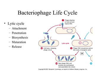 Bacteriophage Life Cycle
• Lytic cycle
– Attachment
– Penetration
– Biosynthesis
– Maturation
– Release
 