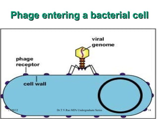 Phage entering a bacterial cell
Phage entering a bacterial cell
11/20/12 Dr.T.V.Rao MD's Undergraduate Series 14
 