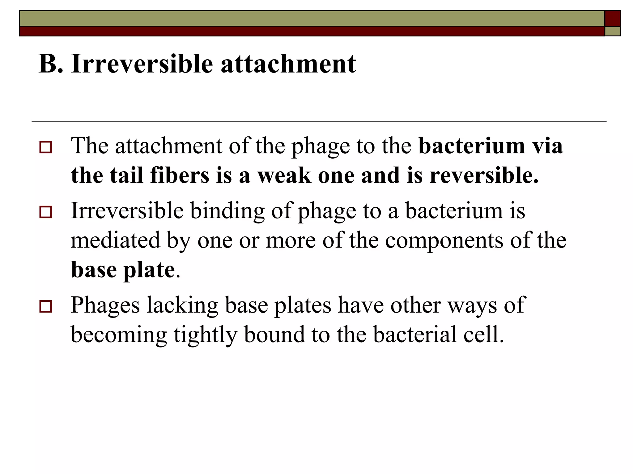 B. Irreversible attachment
 The attachment of the phage to the bacterium via
the tail fibers is a weak one and is reversible.
 Irreversible binding of phage to a bacterium is
mediated by one or more of the components of the
base plate.
 Phages lacking base plates have other ways of
becoming tightly bound to the bacterial cell.
 