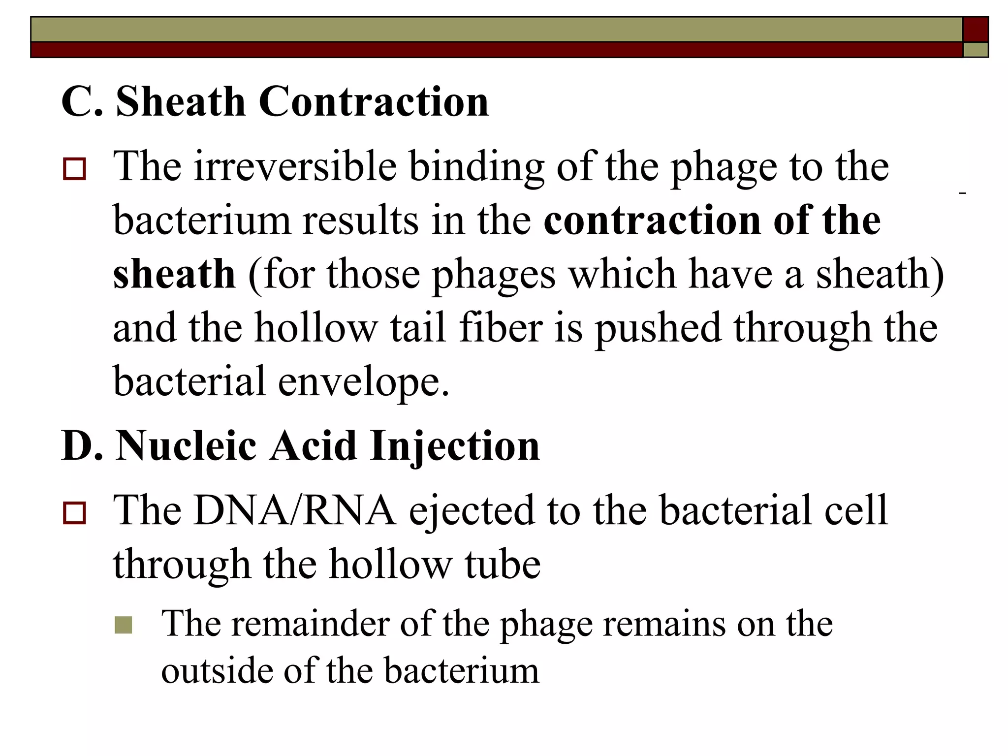 C. Sheath Contraction
 The irreversible binding of the phage to the
bacterium results in the contraction of the
sheath (for those phages which have a sheath)
and the hollow tail fiber is pushed through the
bacterial envelope.
D. Nucleic Acid Injection
 The DNA/RNA ejected to the bacterial cell
through the hollow tube
 The remainder of the phage remains on the
outside of the bacterium
 
