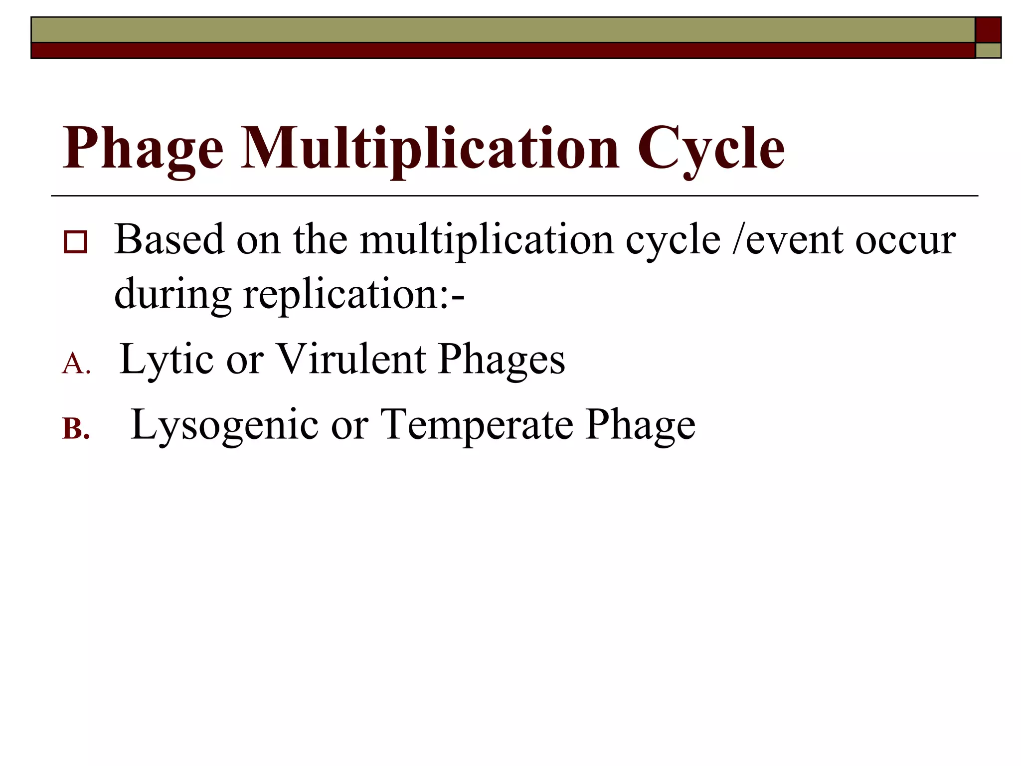 Phage Multiplication Cycle
 Based on the multiplication cycle /event occur
during replication:-
A. Lytic or Virulent Phages
B. Lysogenic or Temperate Phage
 