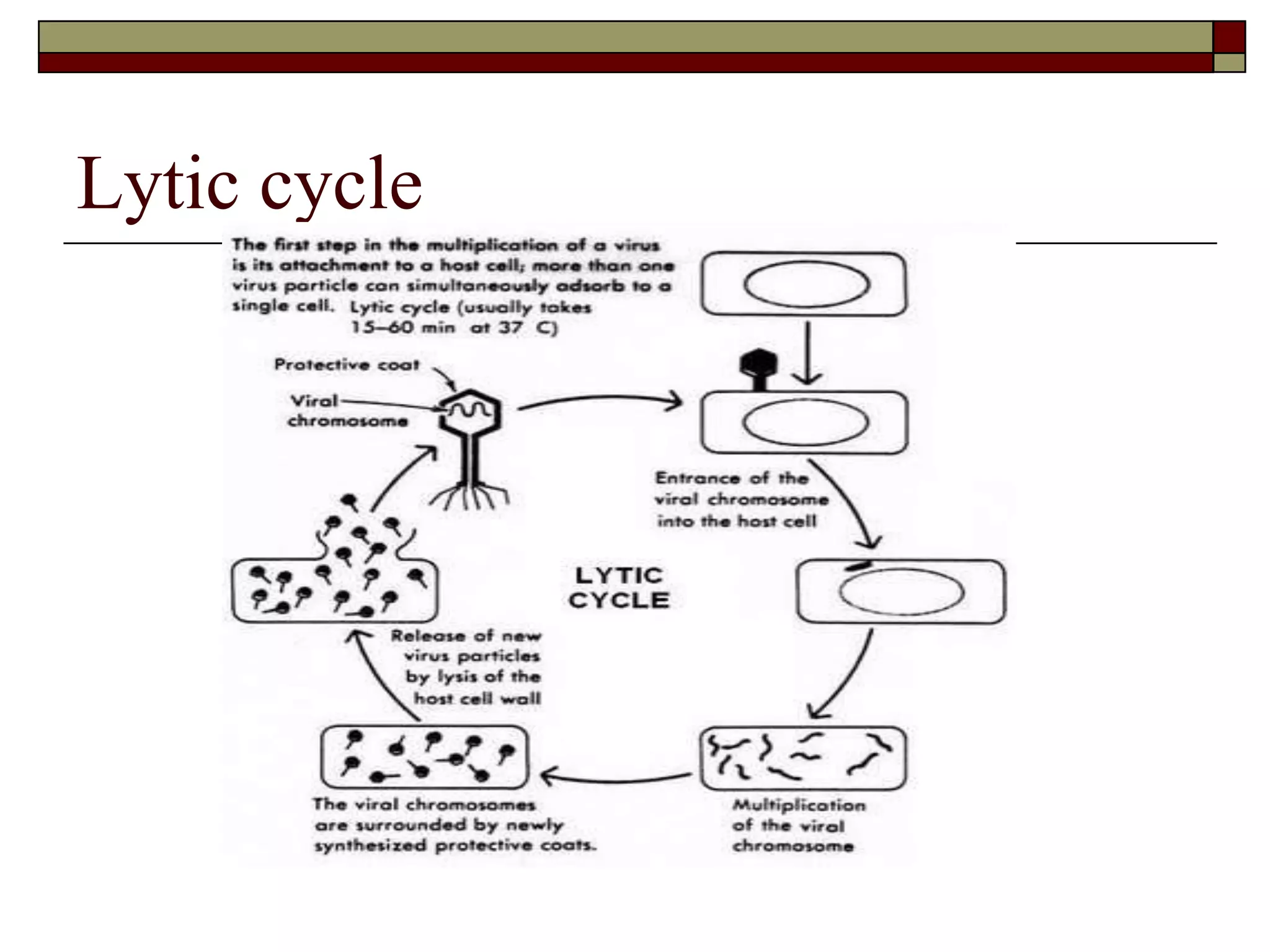 Lytic cycle
 