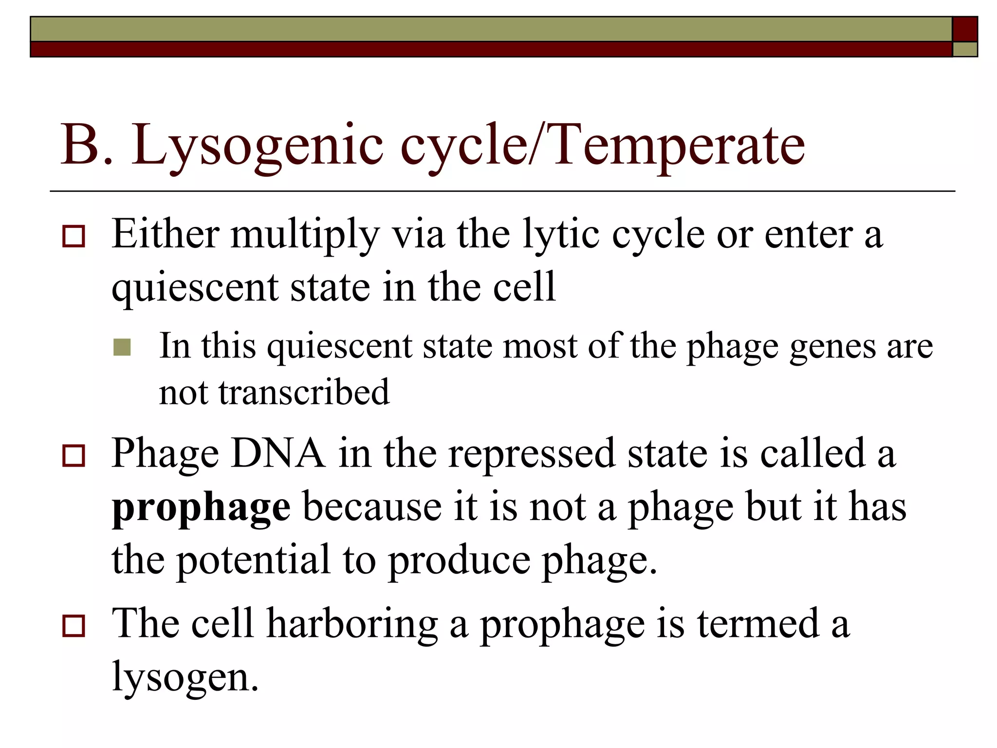B. Lysogenic cycle/Temperate
 Either multiply via the lytic cycle or enter a
quiescent state in the cell
 In this quiescent state most of the phage genes are
not transcribed
 Phage DNA in the repressed state is called a
prophage because it is not a phage but it has
the potential to produce phage.
 The cell harboring a prophage is termed a
lysogen.
 