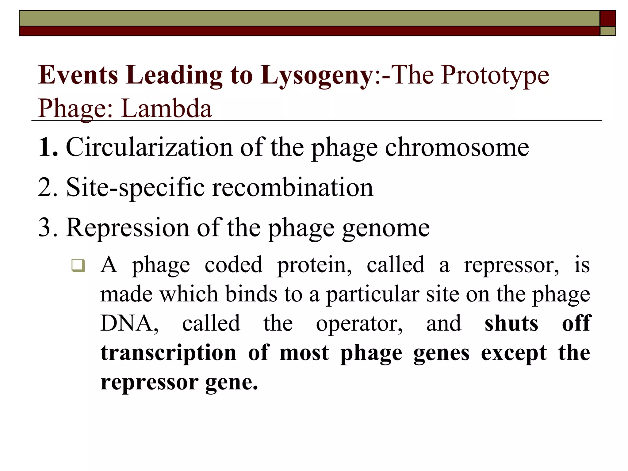 Events Leading to Lysogeny:-The Prototype
Phage: Lambda
1. Circularization of the phage chromosome
2. Site-specific recombination
3. Repression of the phage genome
 A phage coded protein, called a repressor, is
made which binds to a particular site on the phage
DNA, called the operator, and shuts off
transcription of most phage genes except the
repressor gene.
 