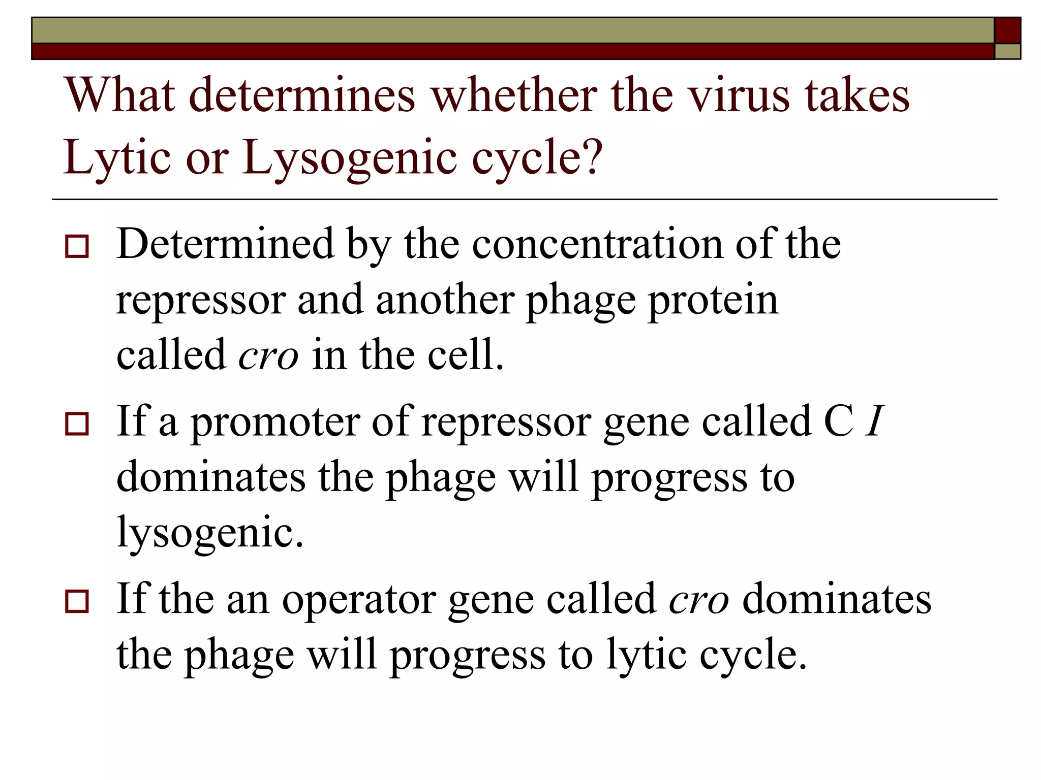 What determines whether the virus takes
Lytic or Lysogenic cycle?
 Determined by the concentration of the
repressor and another phage protein
called cro in the cell.
 If a promoter of repressor gene called C I
dominates the phage will progress to
lysogenic.
 If the an operator gene called cro dominates
the phage will progress to lytic cycle.
 