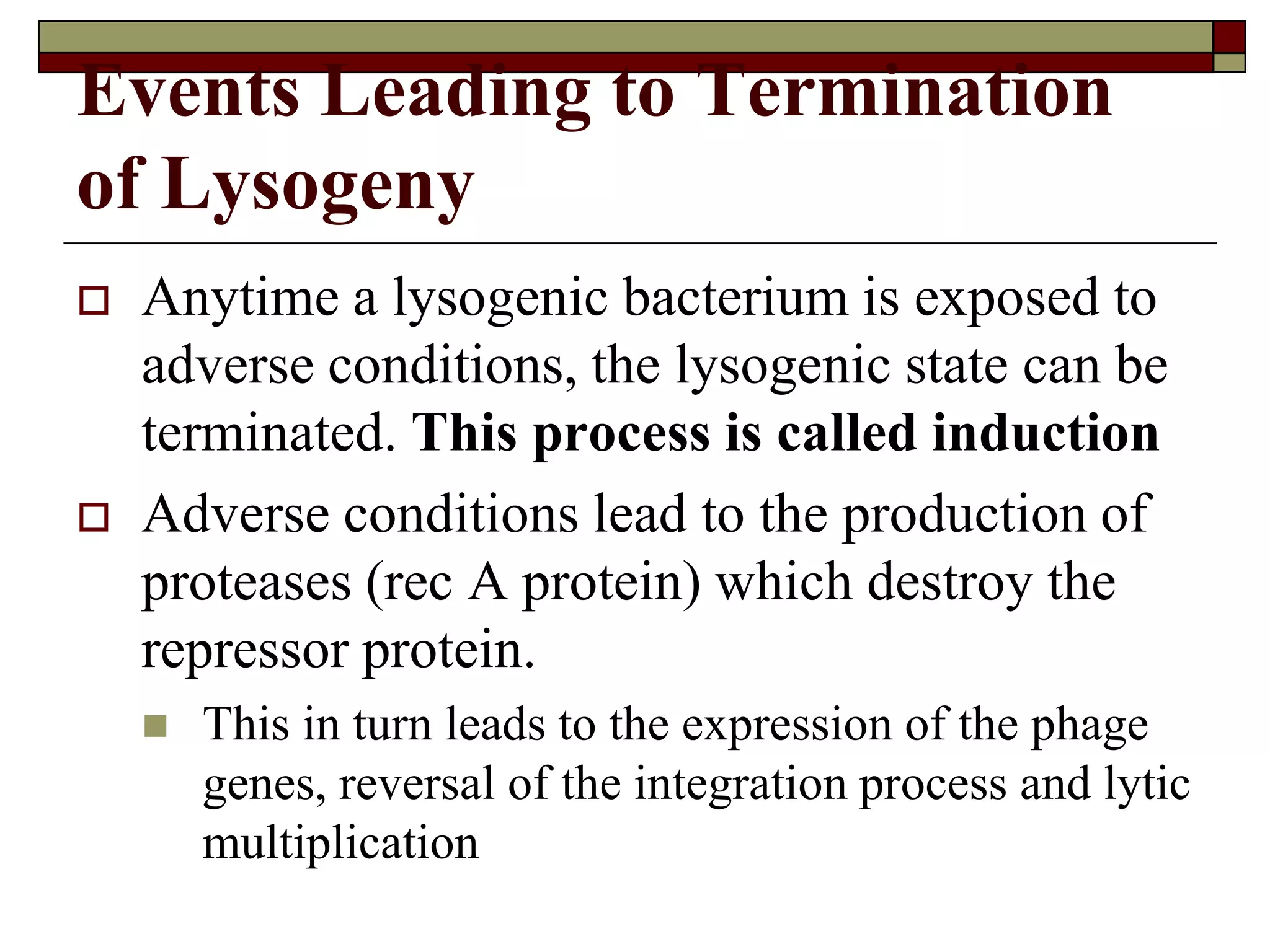 Events Leading to Termination
of Lysogeny
 Anytime a lysogenic bacterium is exposed to
adverse conditions, the lysogenic state can be
terminated. This process is called induction
 Adverse conditions lead to the production of
proteases (rec A protein) which destroy the
repressor protein.
 This in turn leads to the expression of the phage
genes, reversal of the integration process and lytic
multiplication
 