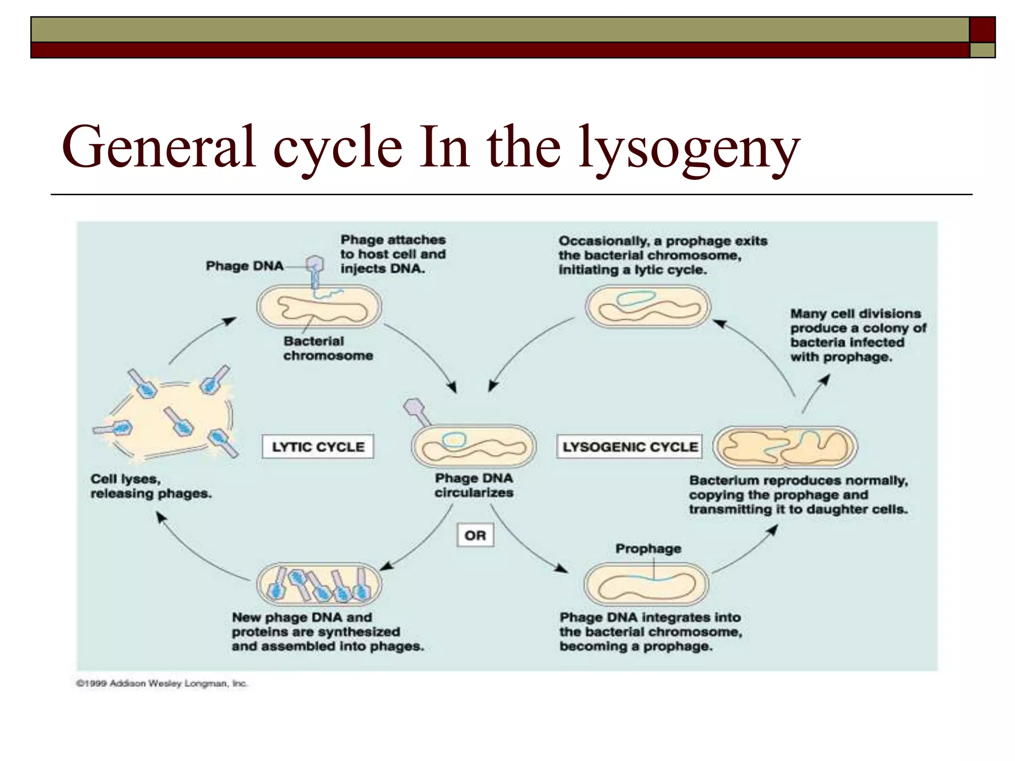 General cycle In the lysogeny
 