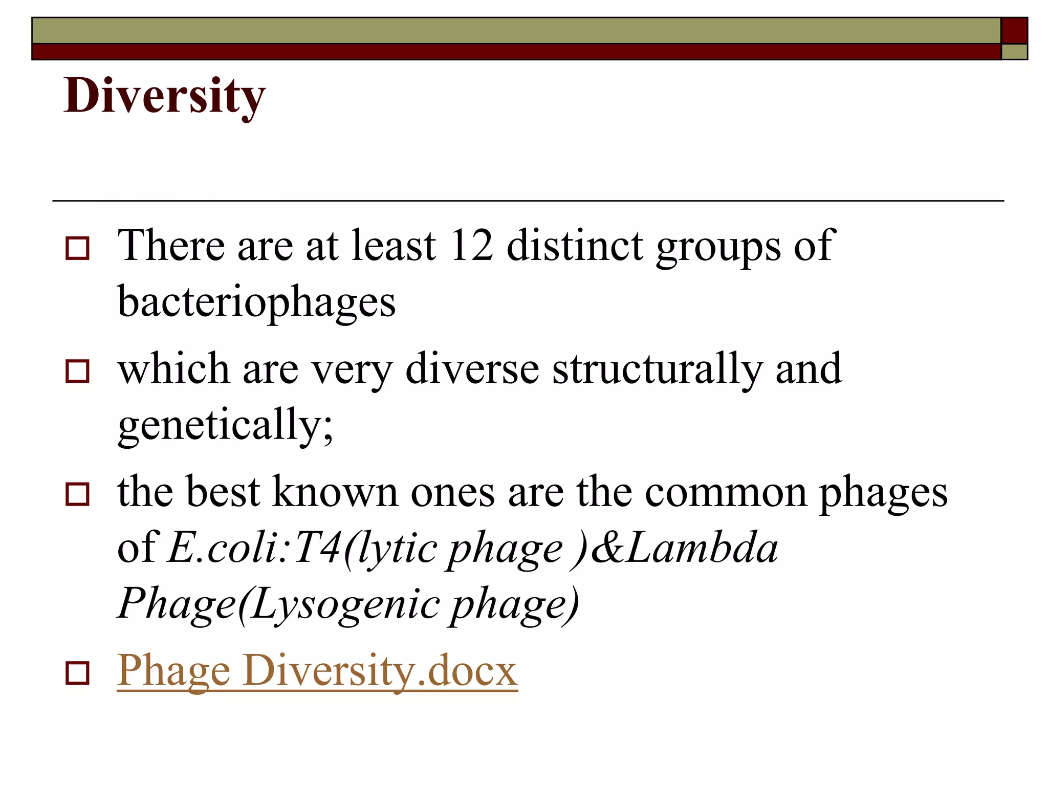 Diversity
 There are at least 12 distinct groups of
bacteriophages
 which are very diverse structurally and
genetically;
 the best known ones are the common phages
of E.coli:T4(lytic phage )&Lambda
Phage(Lysogenic phage)
 Phage Diversity.docx
 