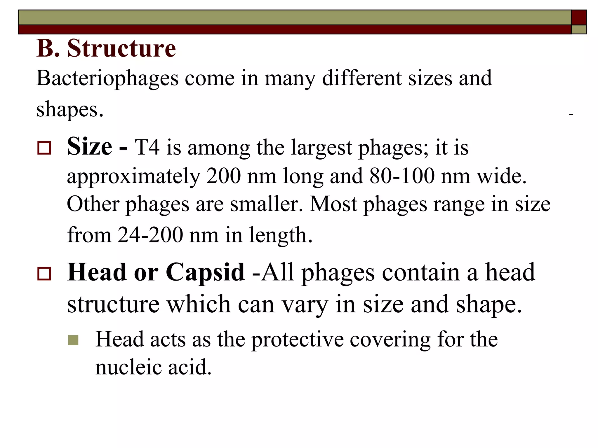 B. Structure
Bacteriophages come in many different sizes and
shapes.
 Size - T4 is among the largest phages; it is
approximately 200 nm long and 80-100 nm wide.
Other phages are smaller. Most phages range in size
from 24-200 nm in length.
 Head or Capsid -All phages contain a head
structure which can vary in size and shape.
 Head acts as the protective covering for the
nucleic acid.
 