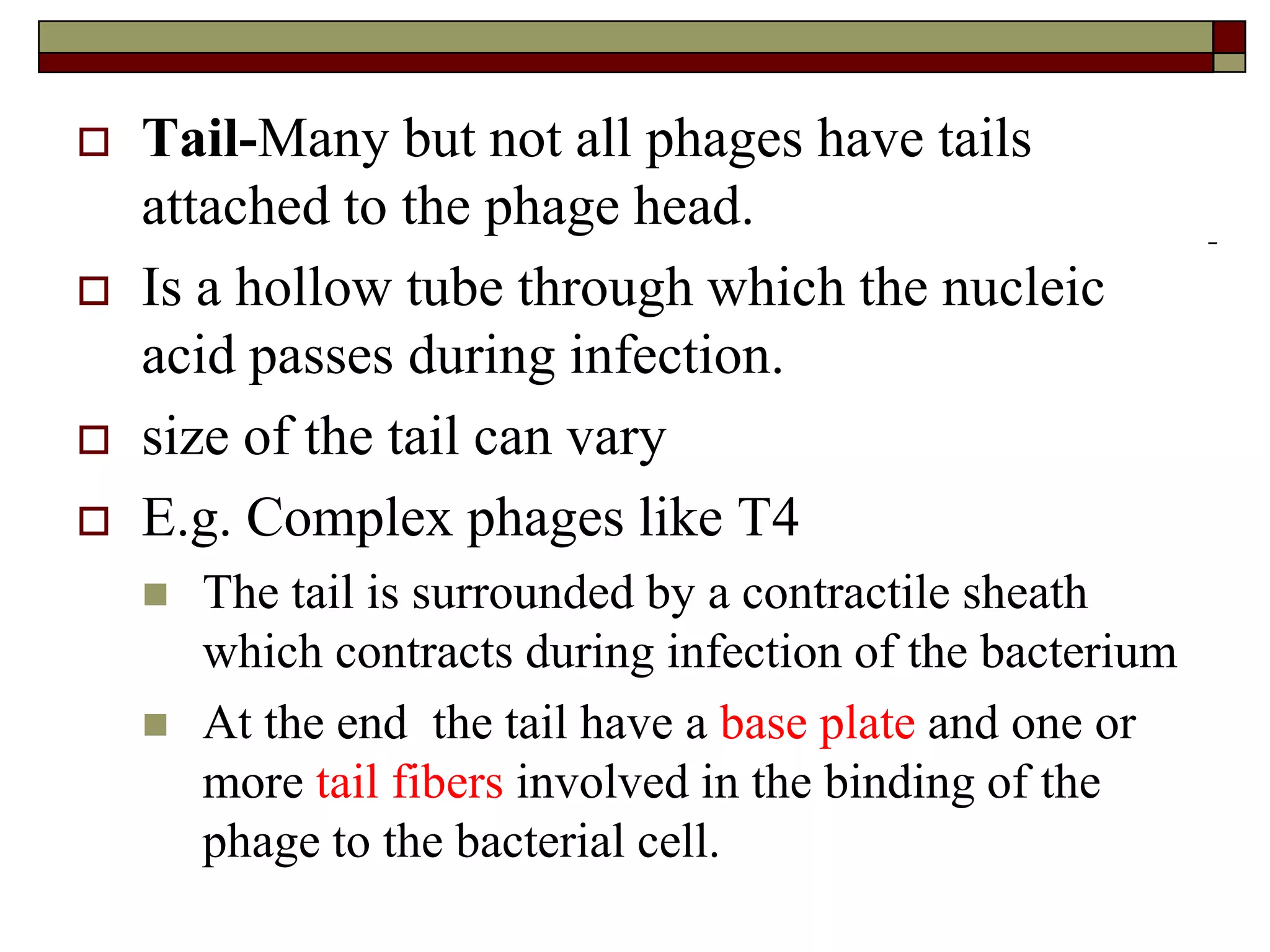 Tail-Many but not all phages have tails
attached to the phage head.
 Is a hollow tube through which the nucleic
acid passes during infection.
 size of the tail can vary
 E.g. Complex phages like T4
 The tail is surrounded by a contractile sheath
which contracts during infection of the bacterium
 At the end the tail have a base plate and one or
more tail fibers involved in the binding of the
phage to the bacterial cell.
 