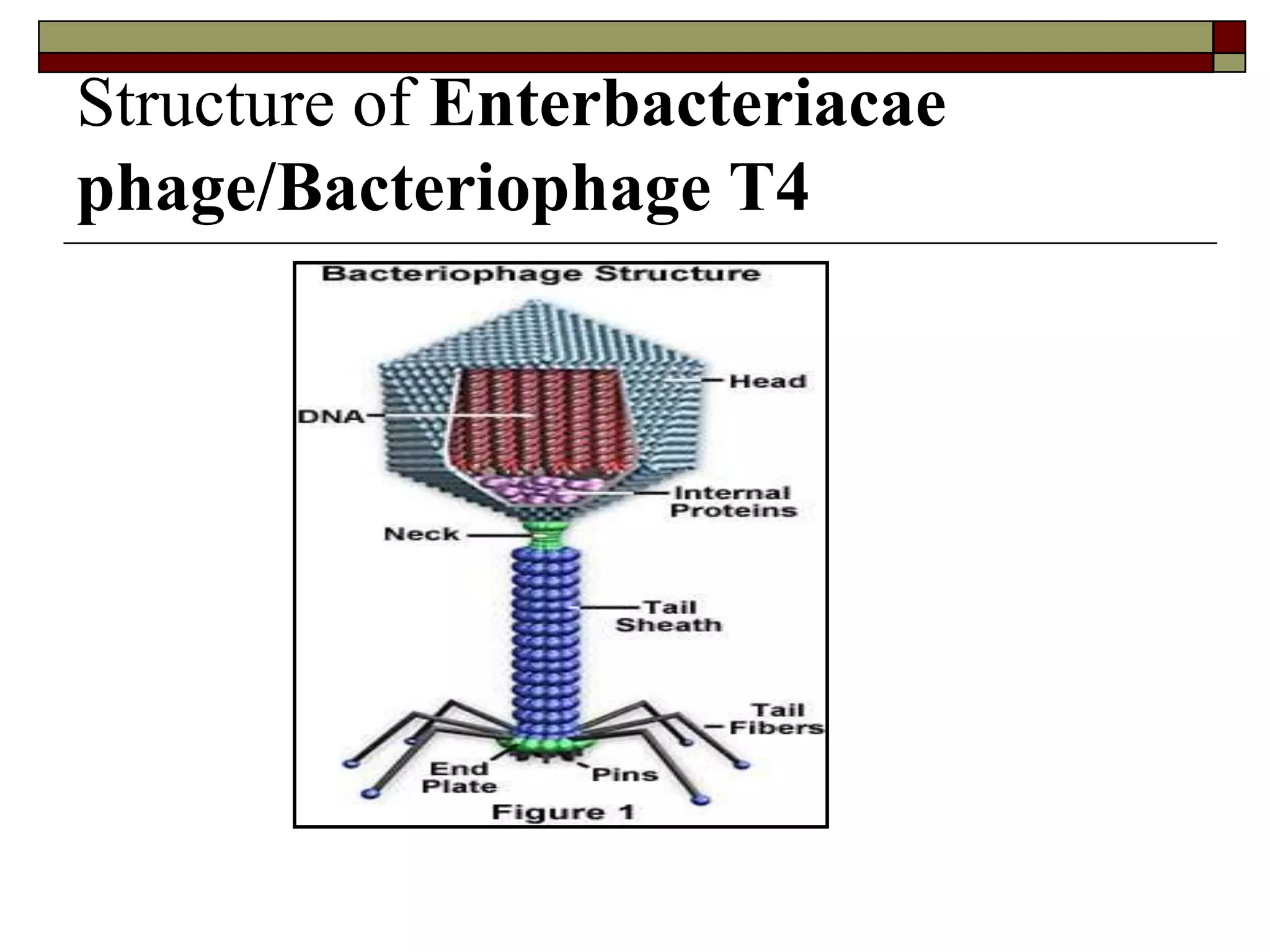 Structure of Enterbacteriacae
phage/Bacteriophage T4
 
