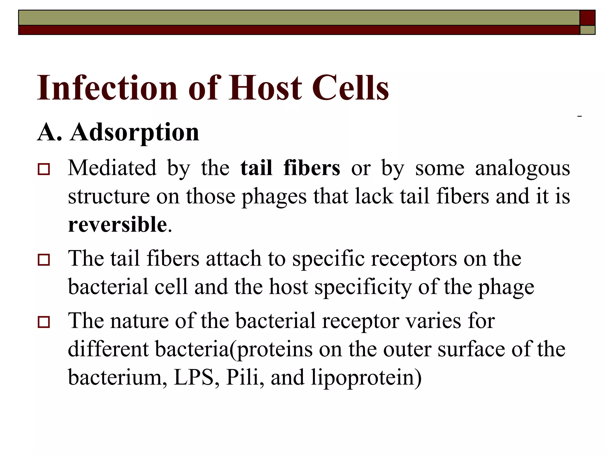 Infection of Host Cells
A. Adsorption
 Mediated by the tail fibers or by some analogous
structure on those phages that lack tail fibers and it is
reversible.
 The tail fibers attach to specific receptors on the
bacterial cell and the host specificity of the phage
 The nature of the bacterial receptor varies for
different bacteria(proteins on the outer surface of the
bacterium, LPS, Pili, and lipoprotein)
 