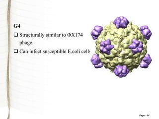 Page 14
G4
 Structurally similar to ΦX174
phage.
 Can infect susceptible E.coli cells.
 
