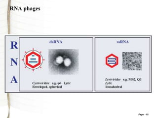Page 15
RNA phages
 