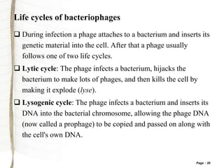 Page 20
Life cycles of bacteriophages
 During infection a phage attaches to a bacterium and inserts its
genetic material into the cell. After that a phage usually
follows one of two life cycles.
 Lytic cycle: The phage infects a bacterium, hijacks the
bacterium to make lots of phages, and then kills the cell by
making it explode (lyse).
 Lysogenic cycle: The phage infects a bacterium and inserts its
DNA into the bacterial chromosome, allowing the phage DNA
(now called a prophage) to be copied and passed on along with
the cell's own DNA.
 