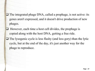 Page 27
 The integrated phage DNA, called a prophage, is not active: its
genes aren't expressed, and it doesn't drive production of new
phages.
 However, each time a host cell divides, the prophage is
copied along with the host DNA, getting a free ride.
 The lysogenic cycle is less flashy (and less gory) than the lytic
cycle, but at the end of the day, it's just another way for the
phage to reproduce.
 