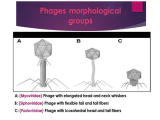 String Like Phage Bacteriophages and their general characteritics | PPTX