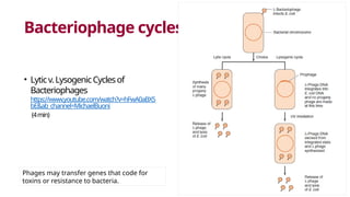 Bacteriophage cycles
• Lyticv.LysogenicCyclesof
Bacteriophages
https://www.youtube.com/watch?v=hFwA0aBX5
bE&ab_channel=MichaelBuoni
(4min)
Phages may transfer genes that code for
toxins or resistance to bacteria.
 