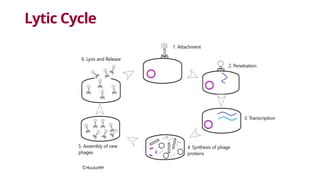 Lytic Cycle
 