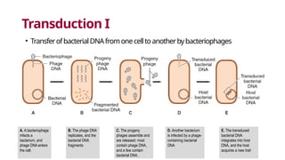 Transduction I
• TransferofbacterialDNAfromonecelltoanotherbybacteriophages
A. A bacteriophage
infects a
bacterium, and
phage DNA enters
the cell.
B. The phage DNA
replicates, and the
bacterial DNA
fragments
C. The progeny
phages assemble and
are released; most
contain phage DNA,
and a few contain
bacterial DNA.
D. Another bacterium
is infected by a phage-
containing bacterial
DNA
E. The transduced
bacterial DNA
integrates into host
DNA, and the host
acquires a new trait
 