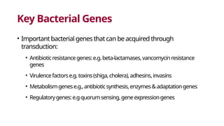 Key Bacterial Genes
• Important bacterial genes that can be acquired through
transduction:
• Antibioticresistancegenes:e.g.beta-lactamases,vancomycinresistance
genes
• Virulencefactorse.g.toxins(shiga,cholera),adhesins,invasins
• Metabolismgenese.g.,antibioticsynthesis,enzymes&adaptationgenes
• Regulatorygenes:e.gquorumsensing,geneexpressiongenes
 