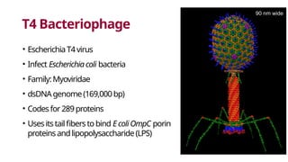 T4 Bacteriophage
• EscherichiaT4virus
• Infect Escherichiacoli bacteria
• Family:Myoviridae
• dsDNAgenome(169,000bp)
• Codesfor289proteins
• Usesitstailfiberstobind EcoliOmpC porin
proteinsandlipopolysaccharide(LPS)
90 nm wide
 