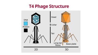 T4 Phage Structure
 