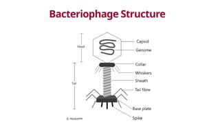 Bacteriophage Structure
 