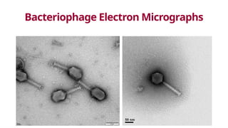 Bacteriophage Electron Micrographs
 
