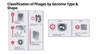 Classification of Phages by Genome Type &
Shape
 