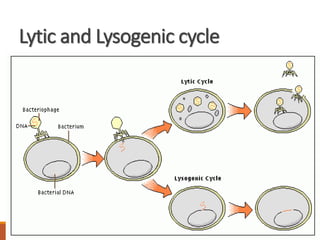 Lytic and Lysogenic cycle
MASTER EDUCATION SERIES - AUMS - 2014 26
 