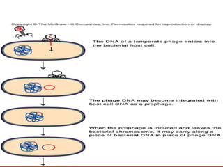 Bacteriophages | PDF
