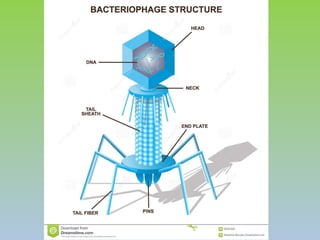 Bacteriophages and their microbiological basis | PPTX