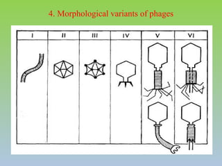 Phags Color Bacteriophages and their microbiological basis | PPTX
