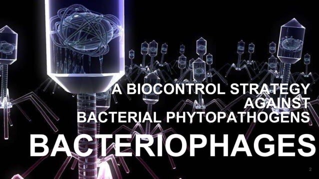 BACTERIOPHAGES_ A biocontrol strategy against bacterial phytopathogens ...