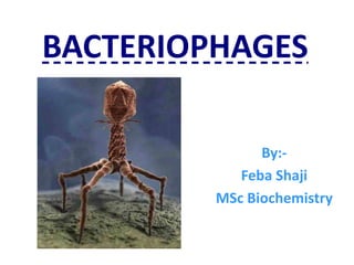 BACTERIOPHAGES
By:-
Feba Shaji
MSc Biochemistry
 